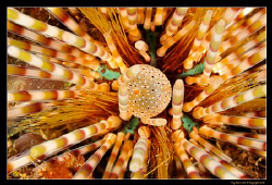 Sea Urchin, Lembeh Straits 

D300, 60mm AF-S by Kay Burn Lim 